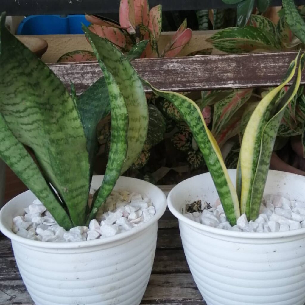 Snake Plant (Sansevieria trifasciata)