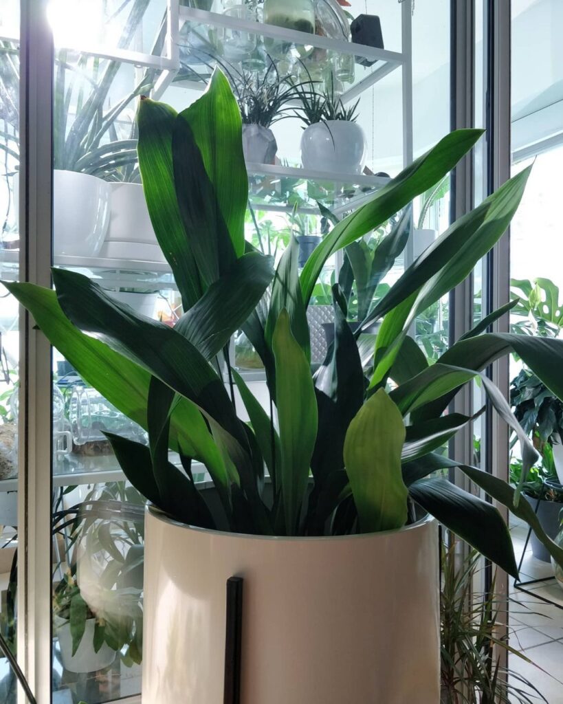 Cast Iron Plant (Aspidistra elatior)