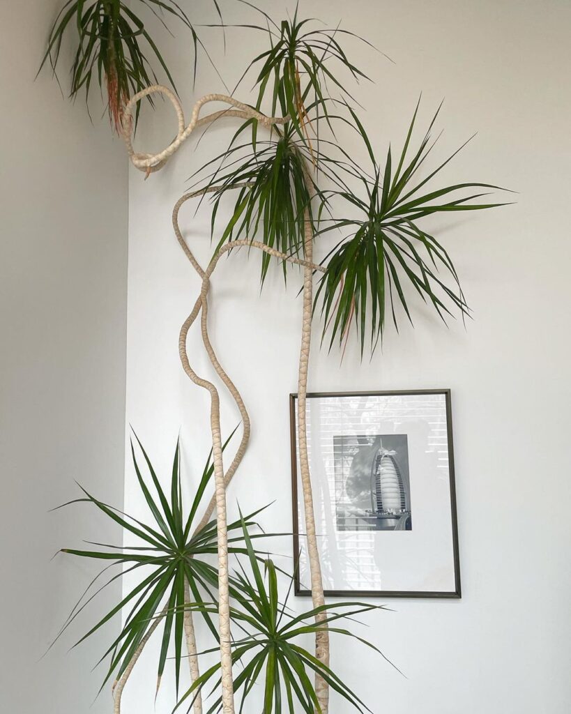 Dracaena Marginata (Dracaena reflexa)