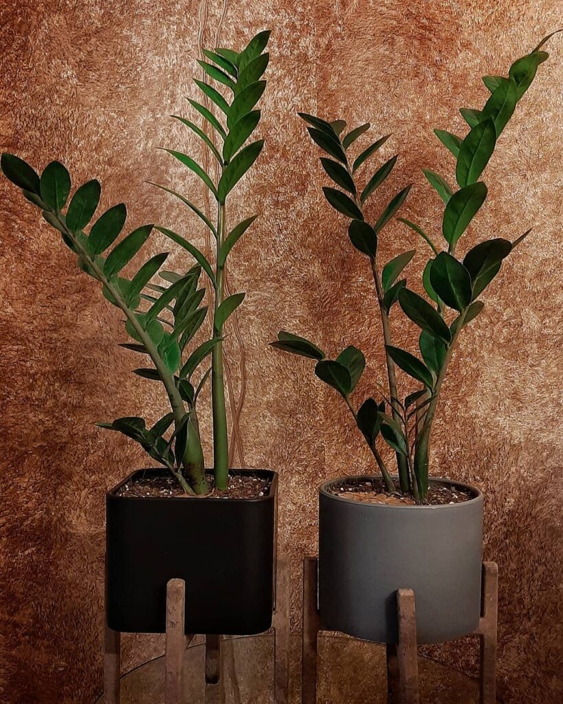 ZZ Plant (Zamioculcas zamiifolia)