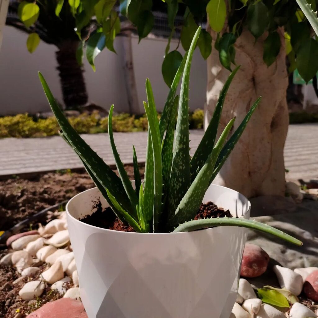 Aloe Vera (Aloe barbadensis)