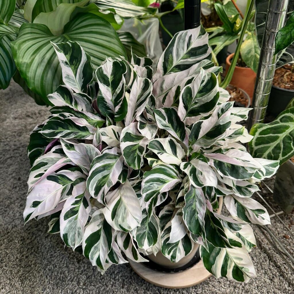 Calathea (Calathea spp.)