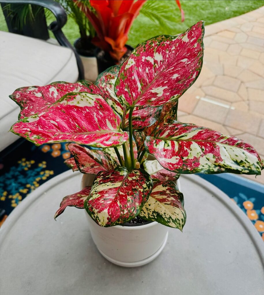 Chinese Evergreen (Aglaonema)