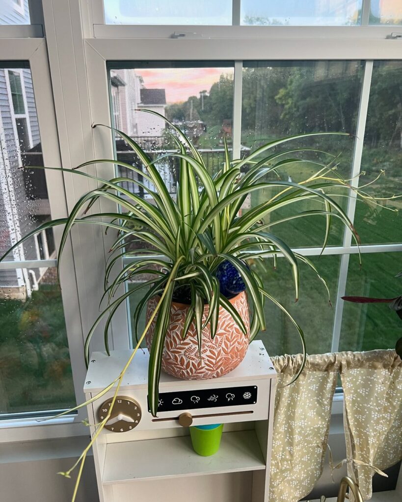 Spider Plant (Chlorophytum comosum)