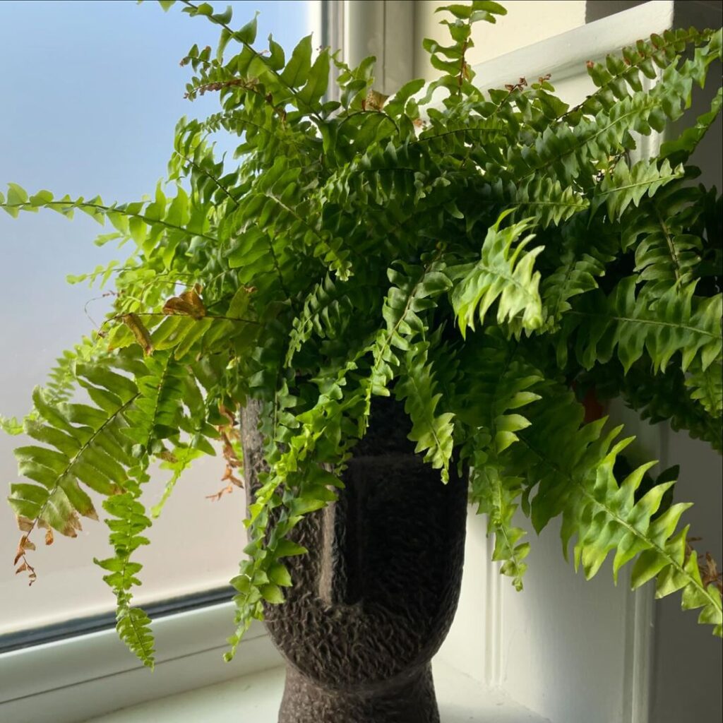 boston fern (Nephrolepis exaltata)