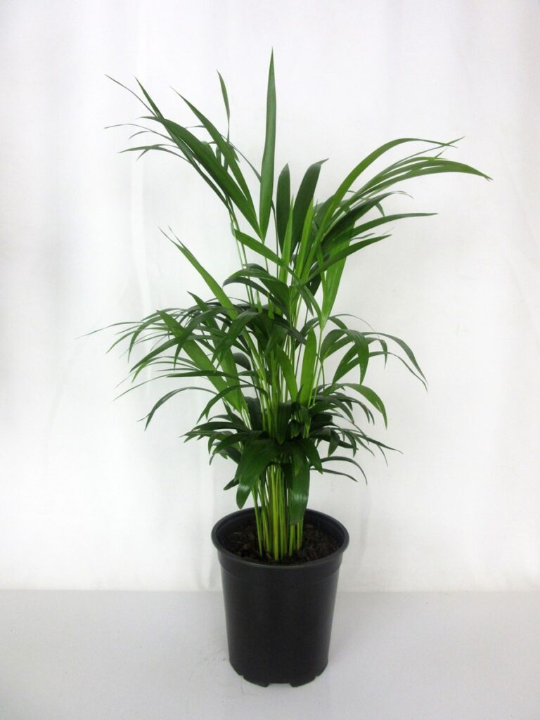 Bamboo Palm (Chamaedorea seifrizii)