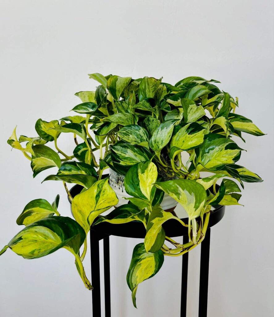 Pothos (Epipremnum aureum)